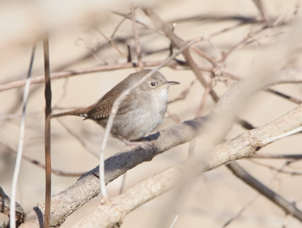 Northern House Wren - ML646973709