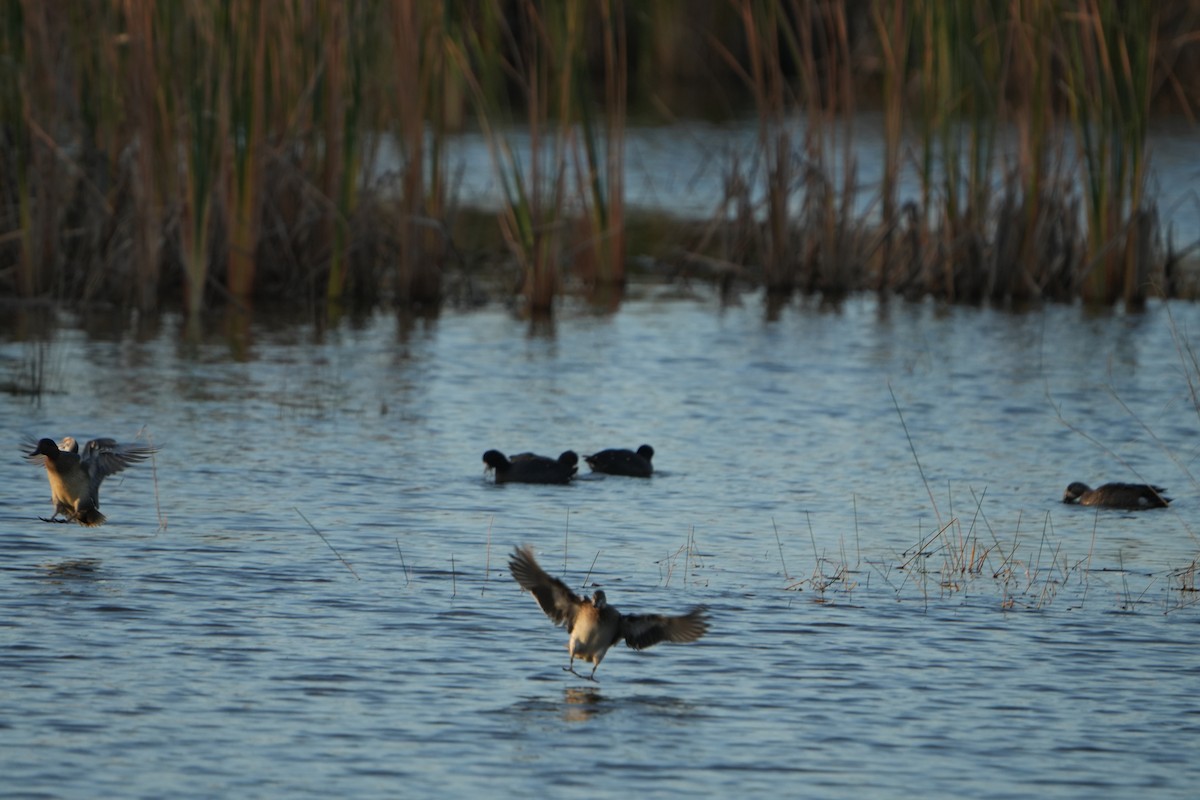 blåvingeand - ML646973711
