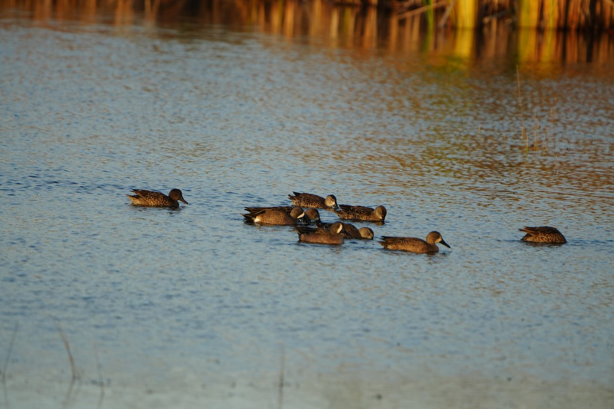 blåvingeand - ML646973712