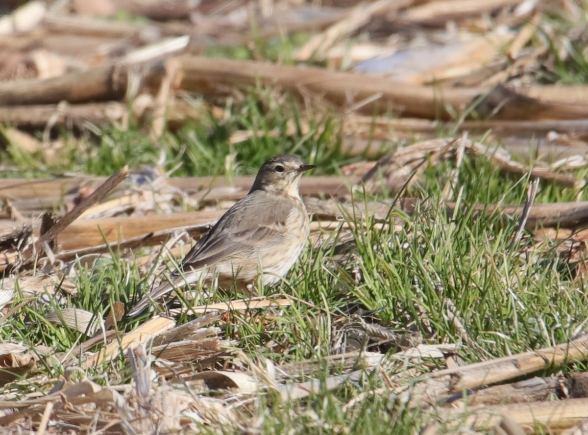American Pipit - ML646973723