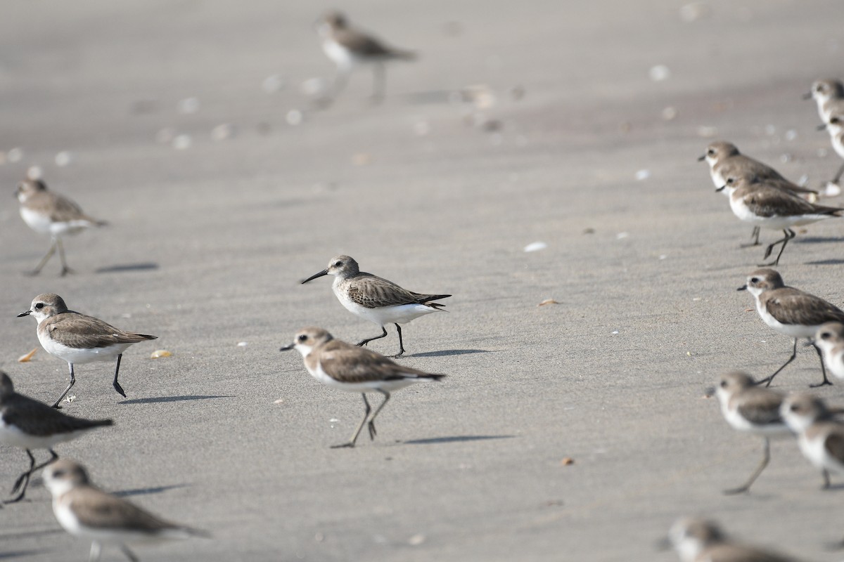 Dunlin - ML646973726