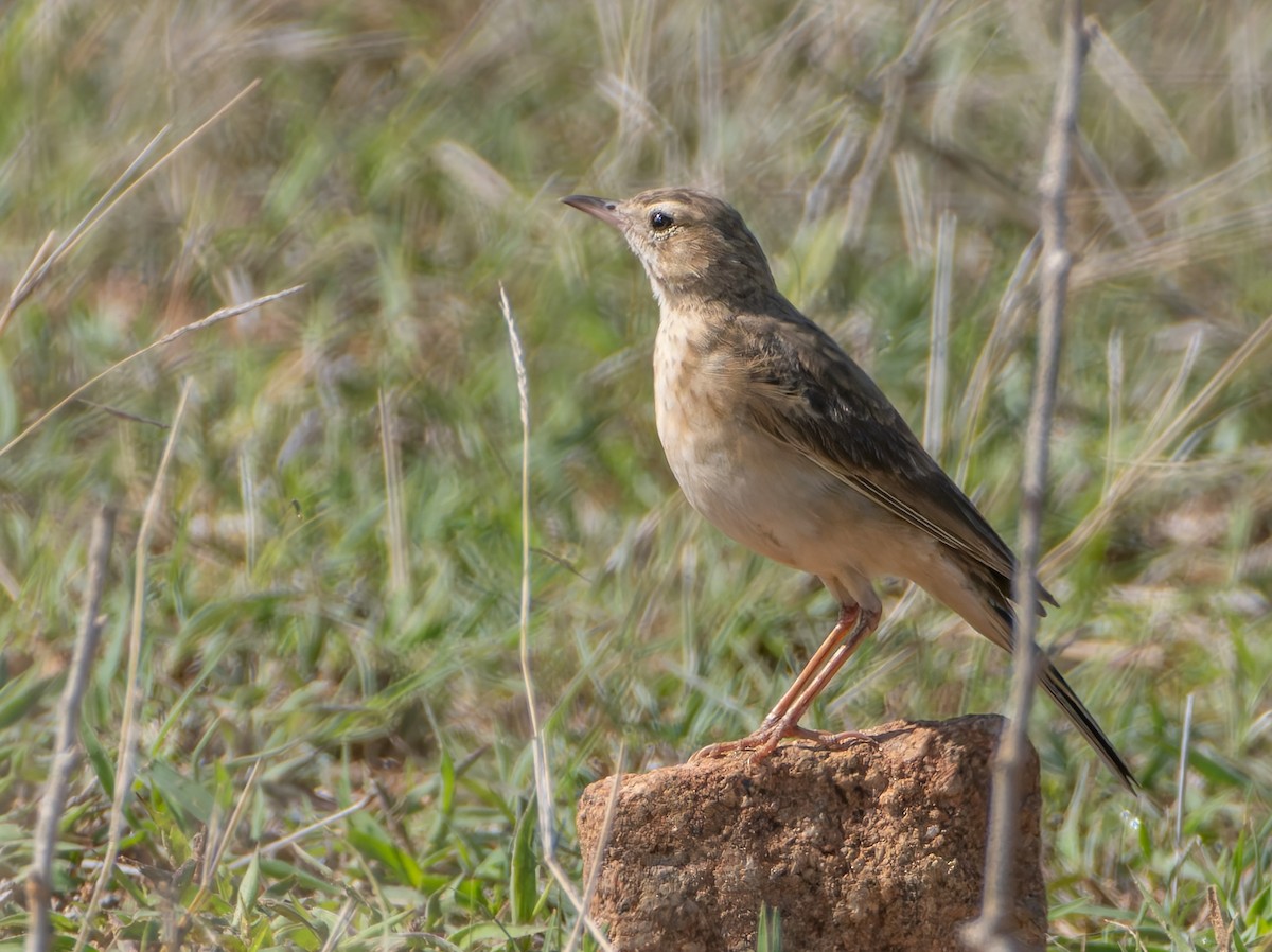 Buffy Pipit - ML646973728