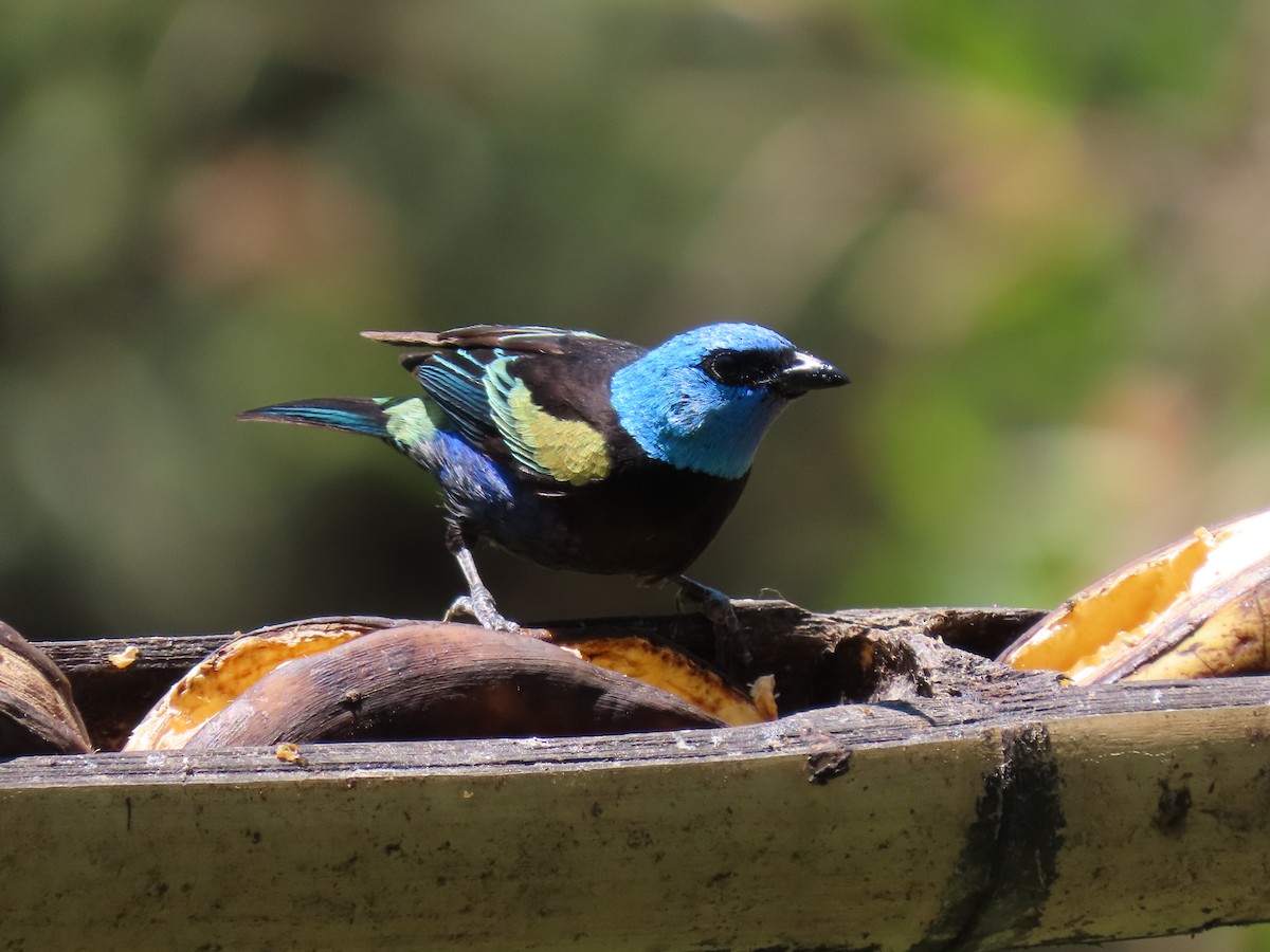 Blue-necked Tanager - ML646973729
