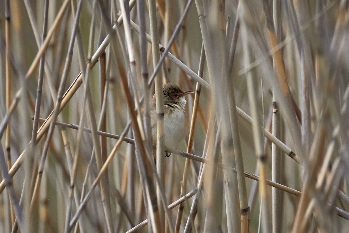 Common Reed Warbler - ML646973730