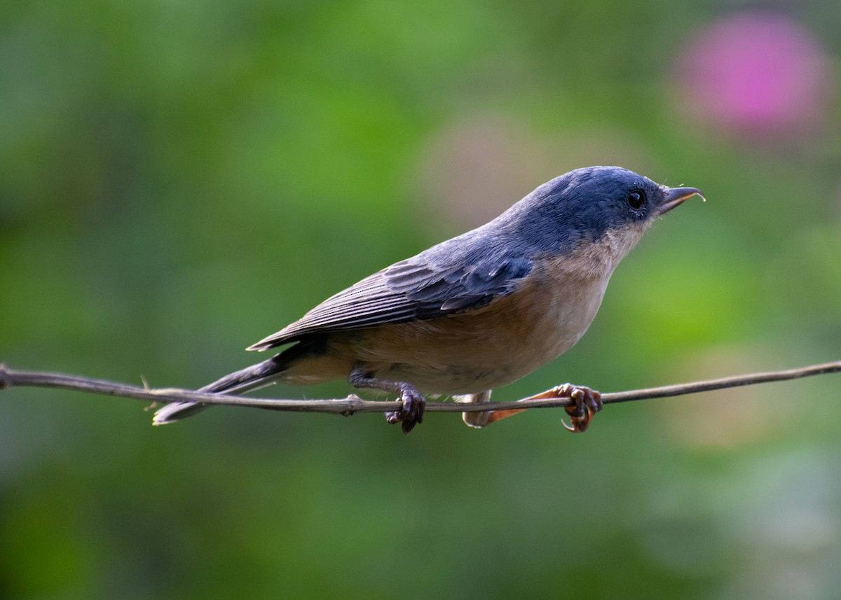 Rusty Flowerpiercer - ML646973732