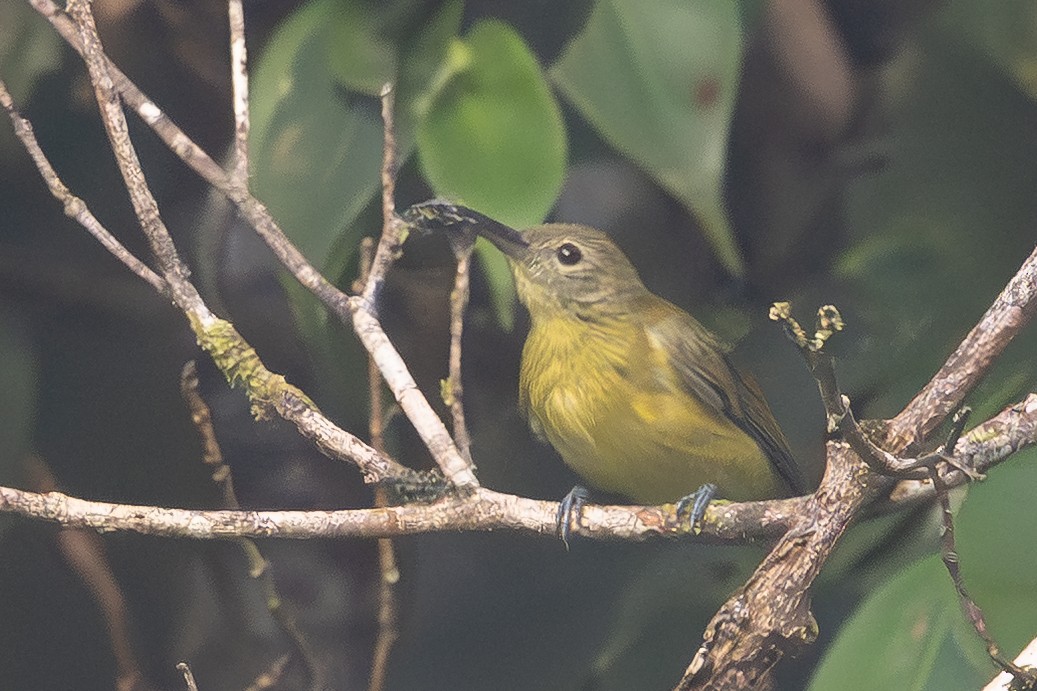 Yellow-bellied Longbill - ML646973733
