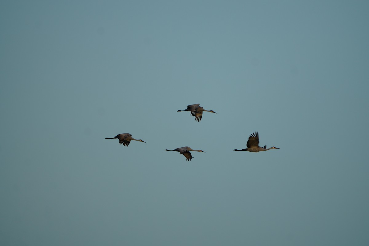 Sandhill Crane - ML646973734