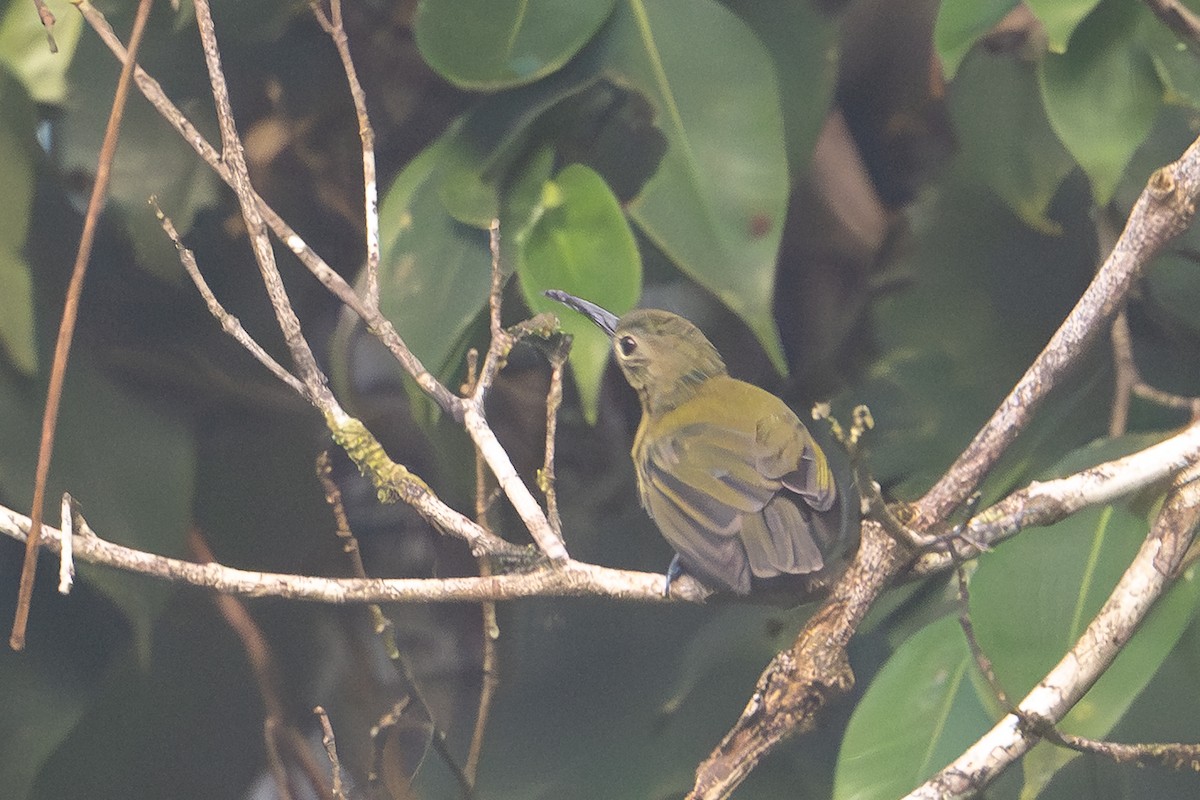 Yellow-bellied Longbill - ML646973735