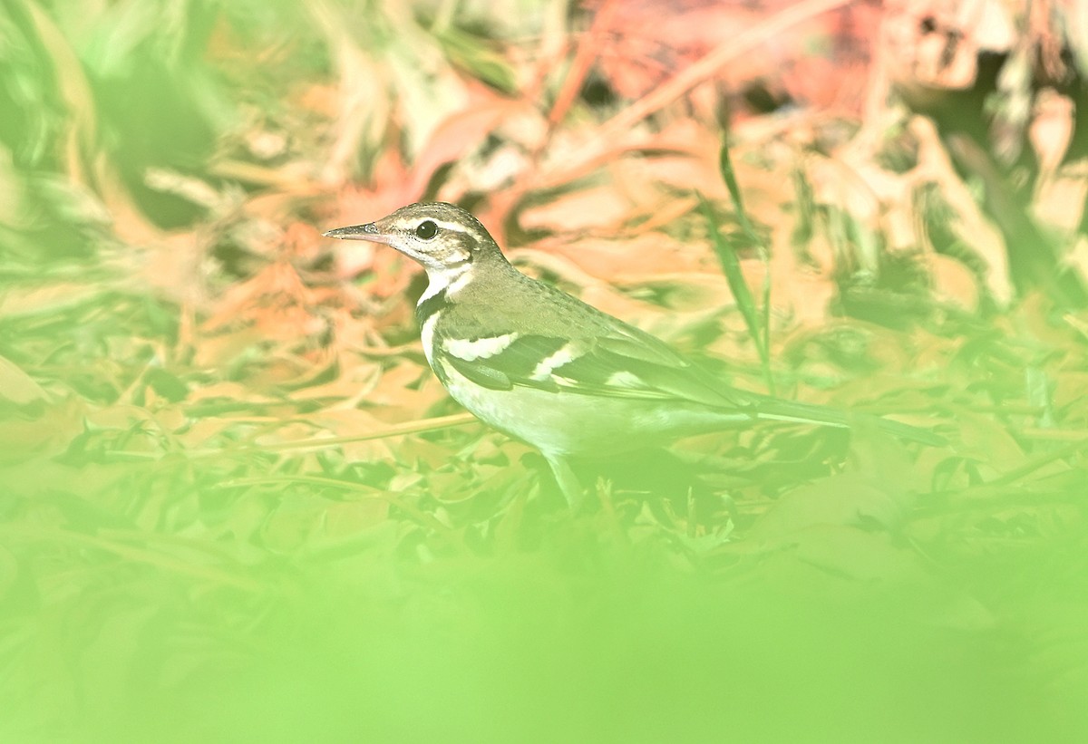 Forest Wagtail - ML646973736