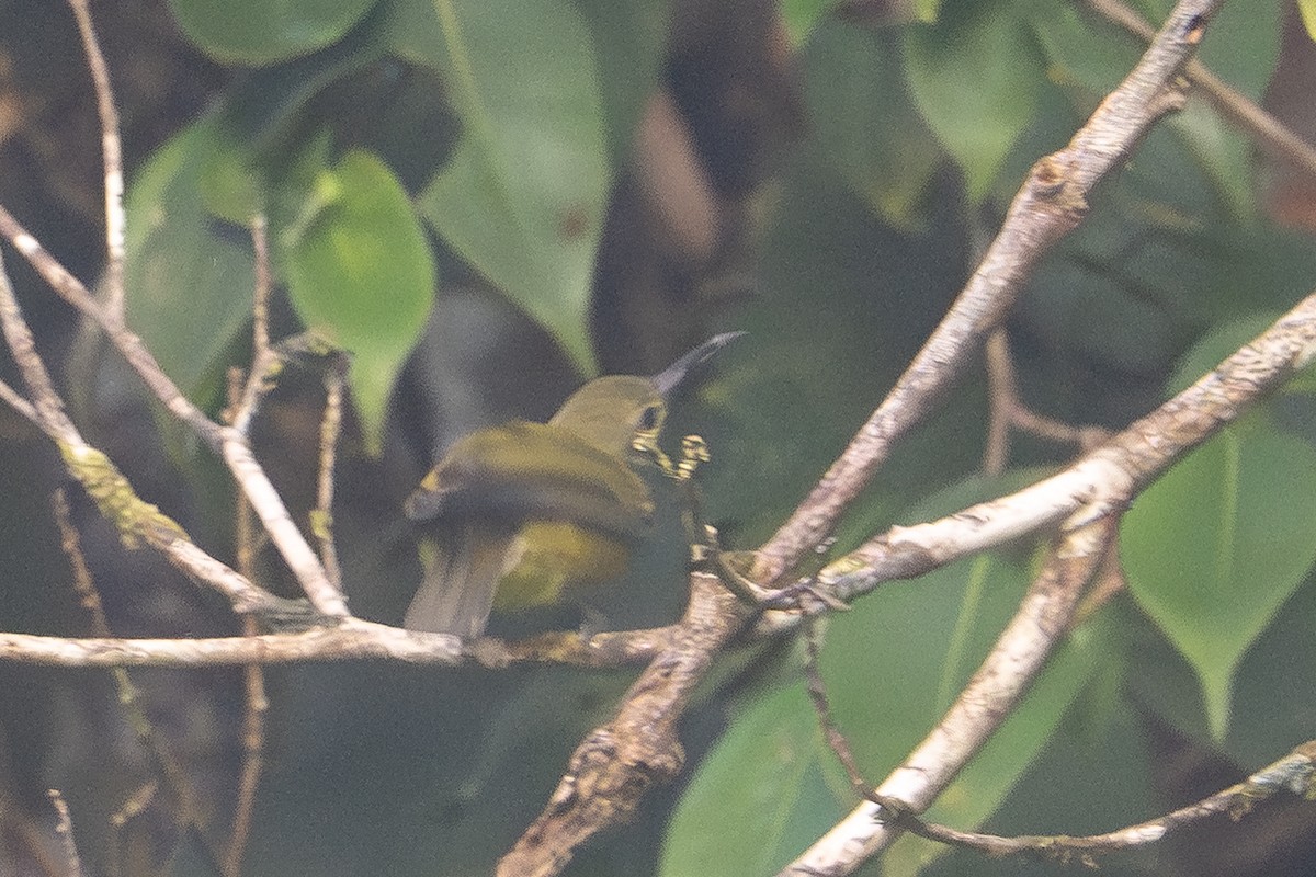 Yellow-bellied Longbill - ML646973737