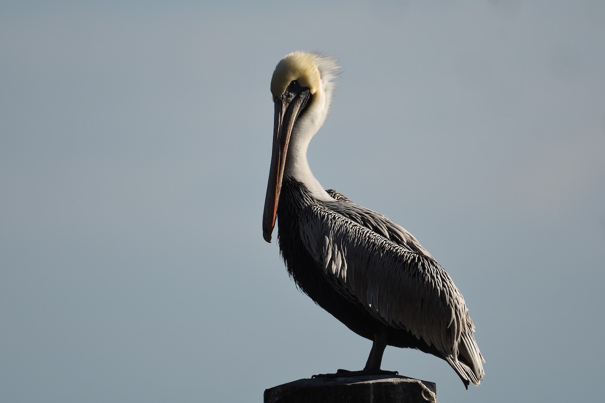 Brown Pelican - ML646973739