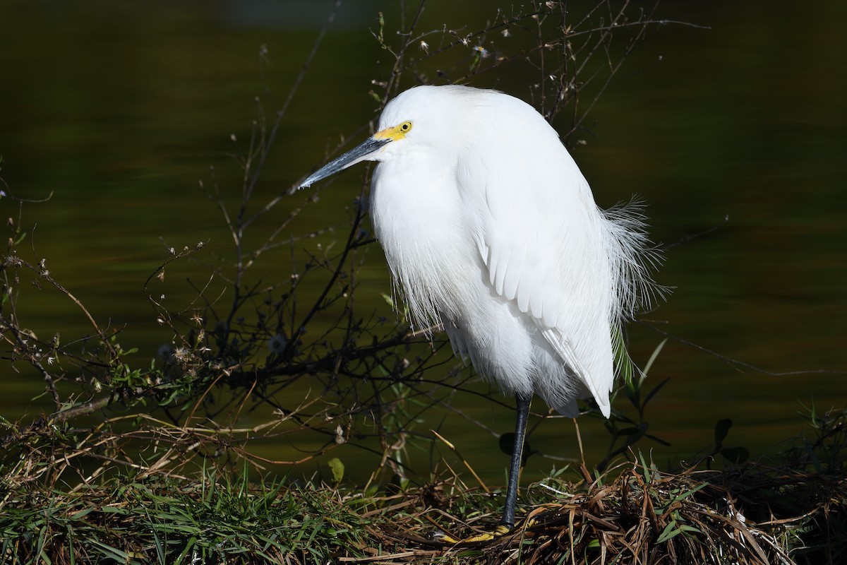 Snowy Egret - ML646973740