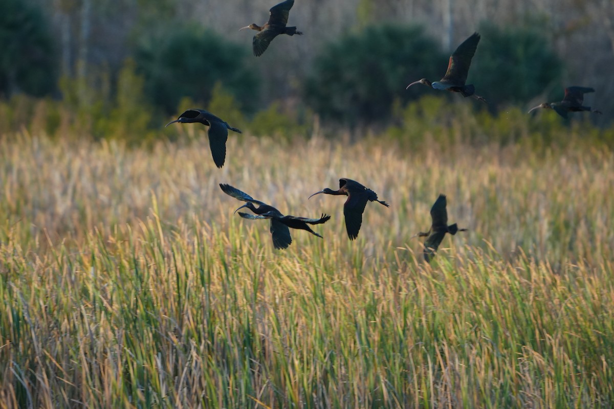Glossy Ibis - ML646973741