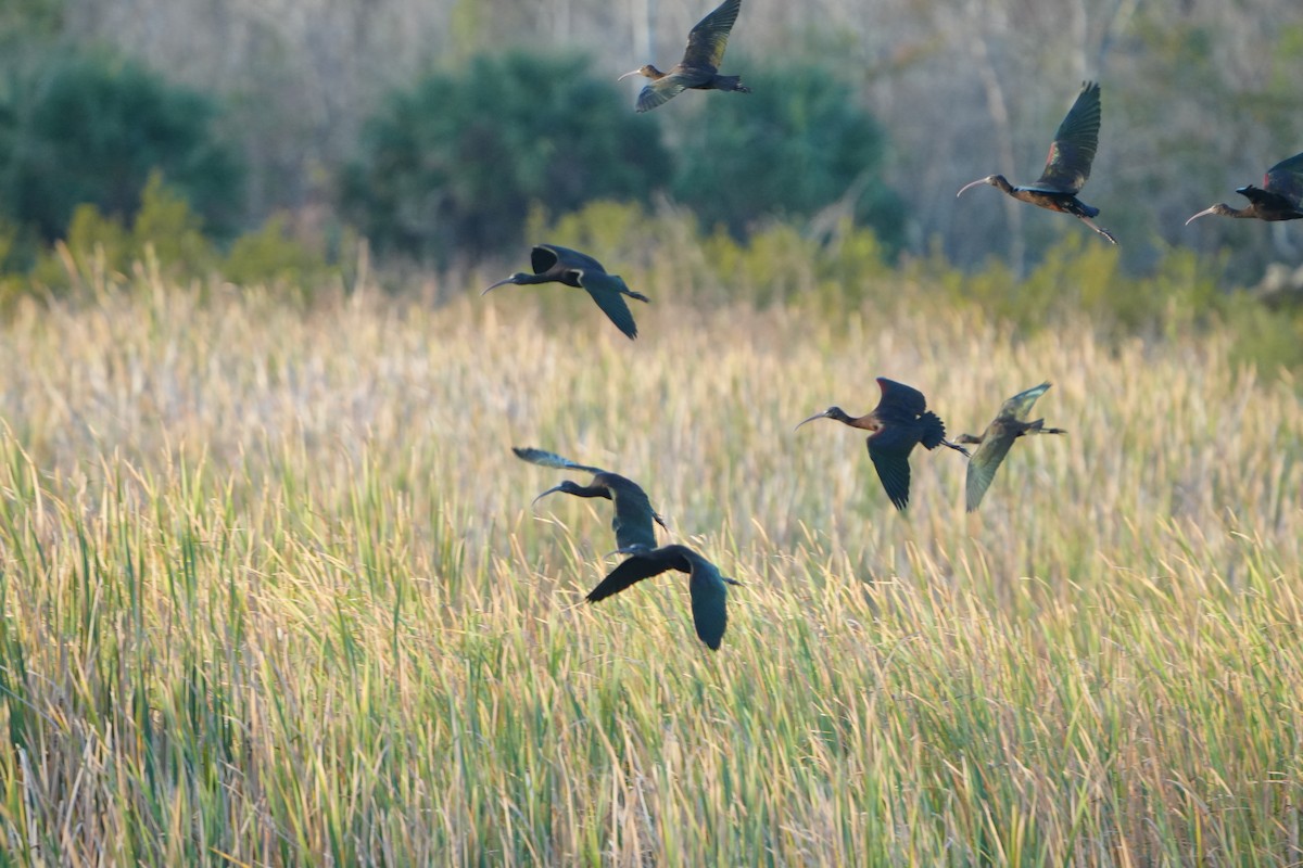Glossy Ibis - ML646973742