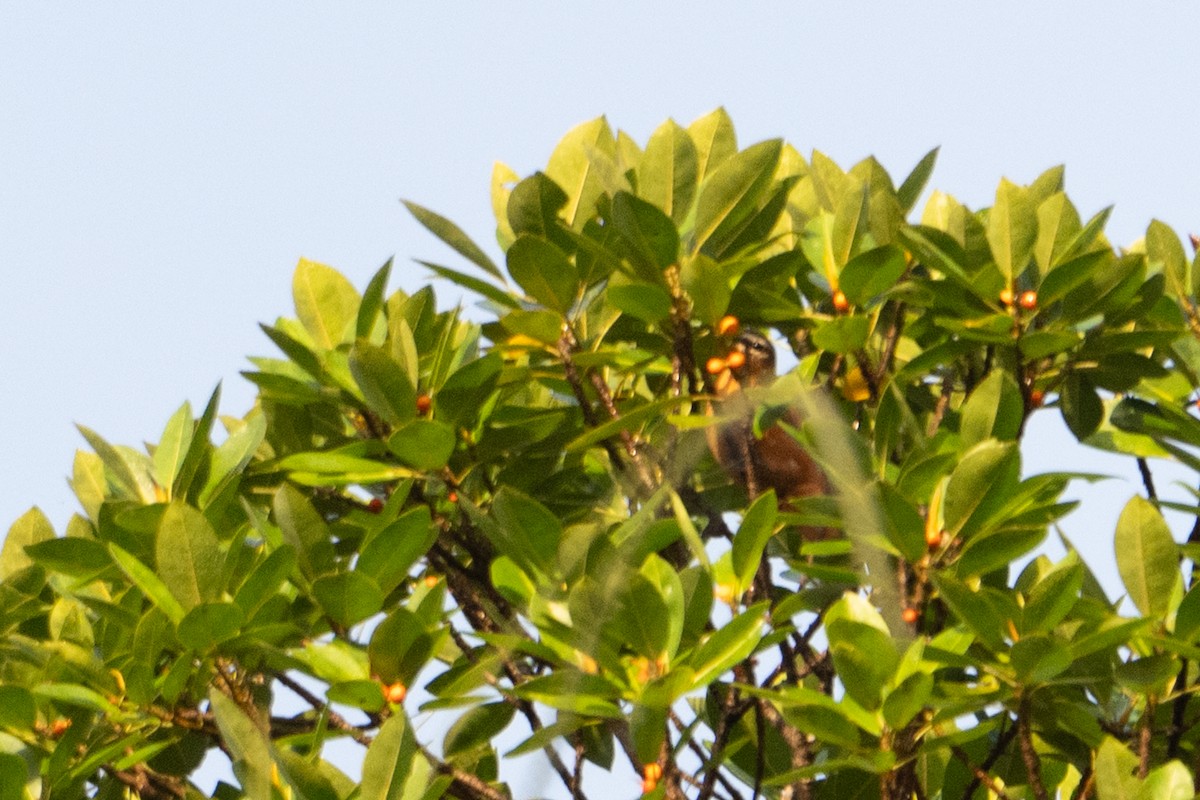 Gray-headed Cicadabird - ML646973743