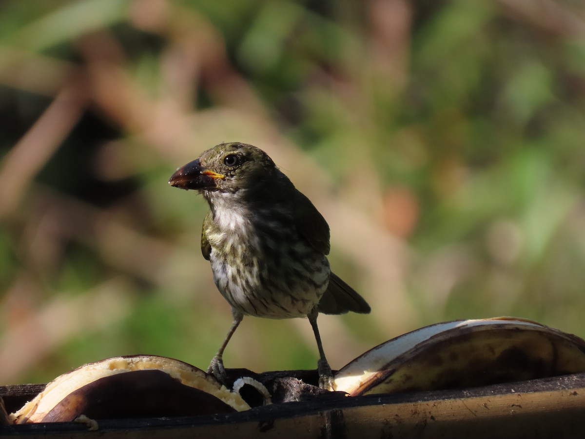 Streaked Saltator - ML646973744