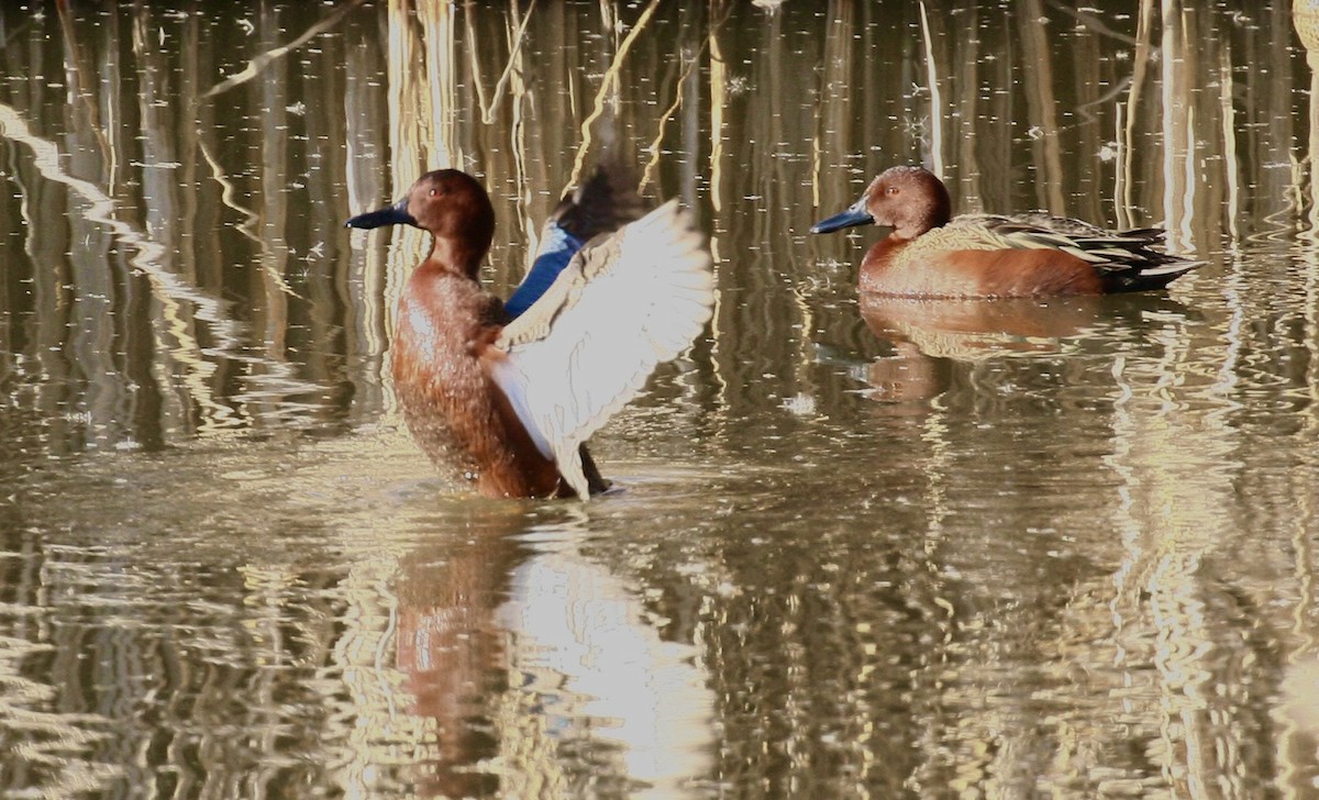Cinnamon Teal - ML646973745