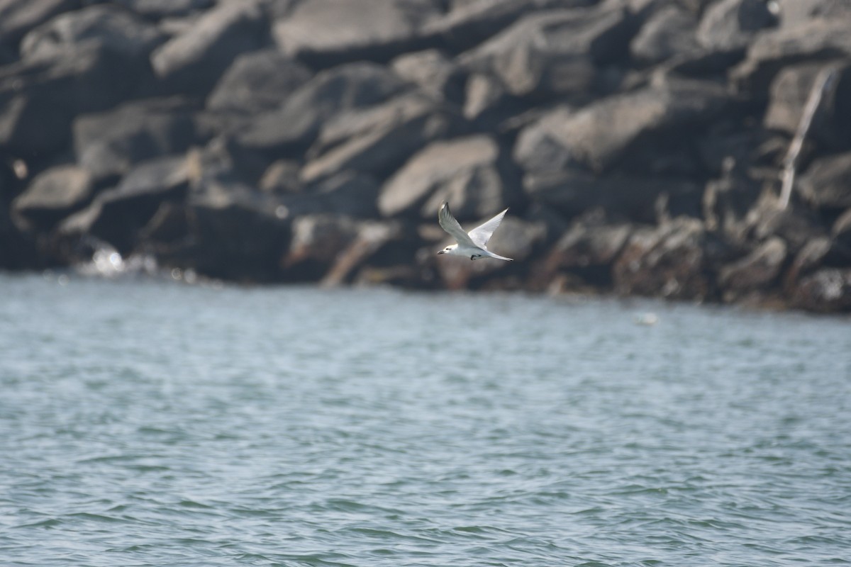 Gull-billed Tern - ML646973746