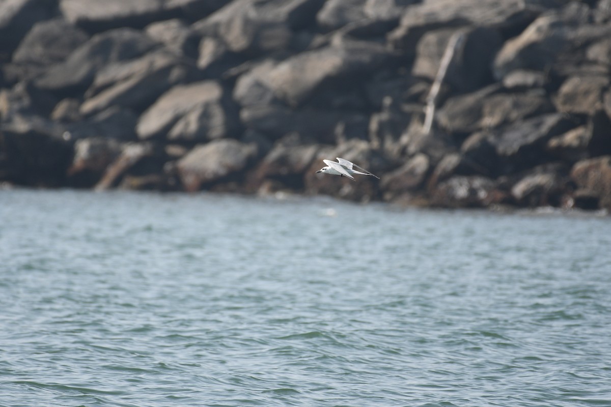 Gull-billed Tern - ML646973747