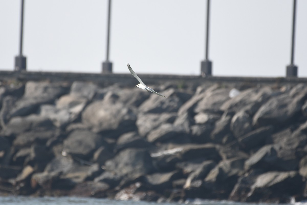 Gull-billed Tern - ML646973748