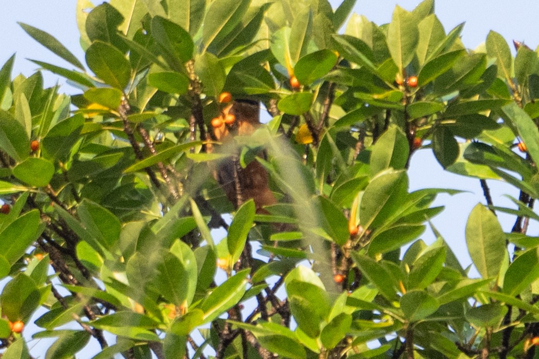 Gray-headed Cicadabird - ML646973749