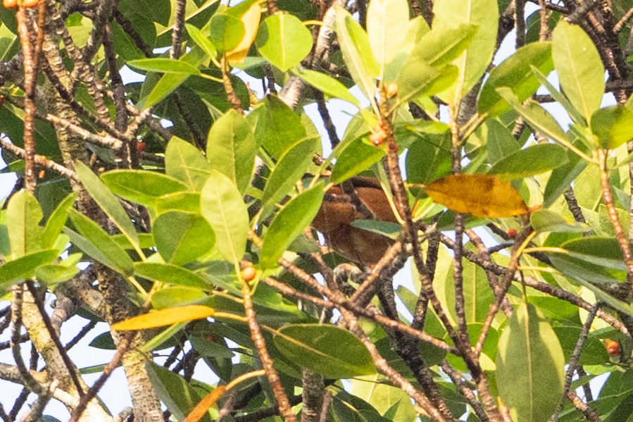 Gray-headed Cicadabird - ML646973751