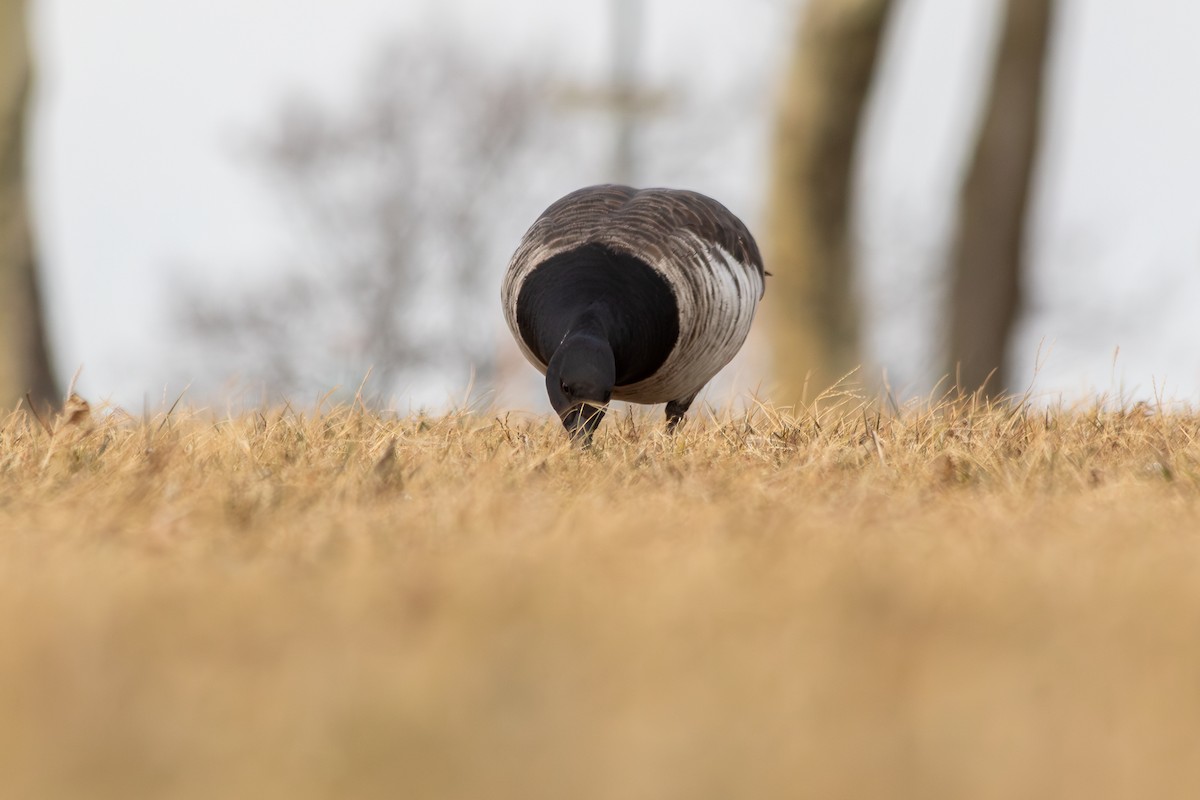 Brant (Pale-bellied) - ML646973753