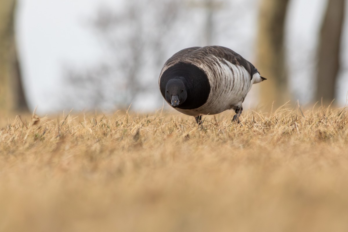 Brant (Pale-bellied) - ML646973754