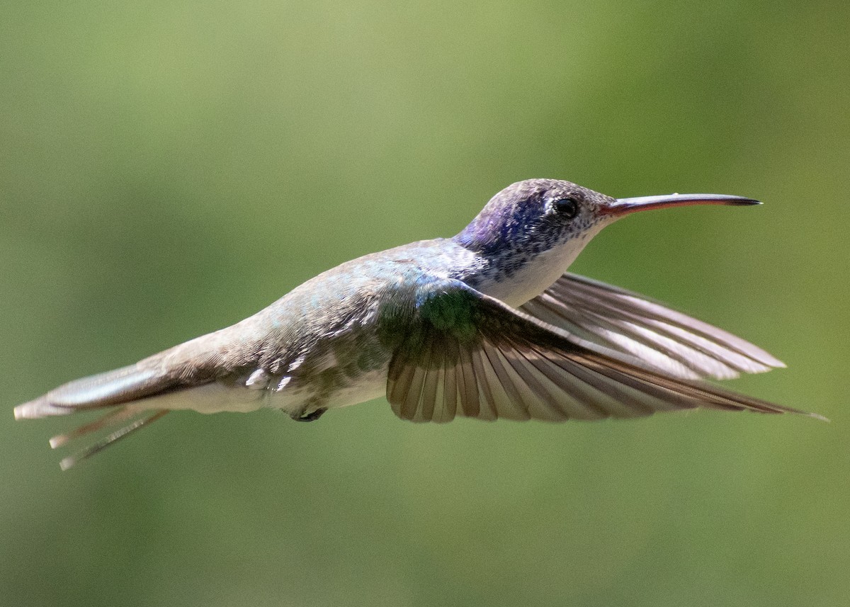 Andean Emerald - ML646973755