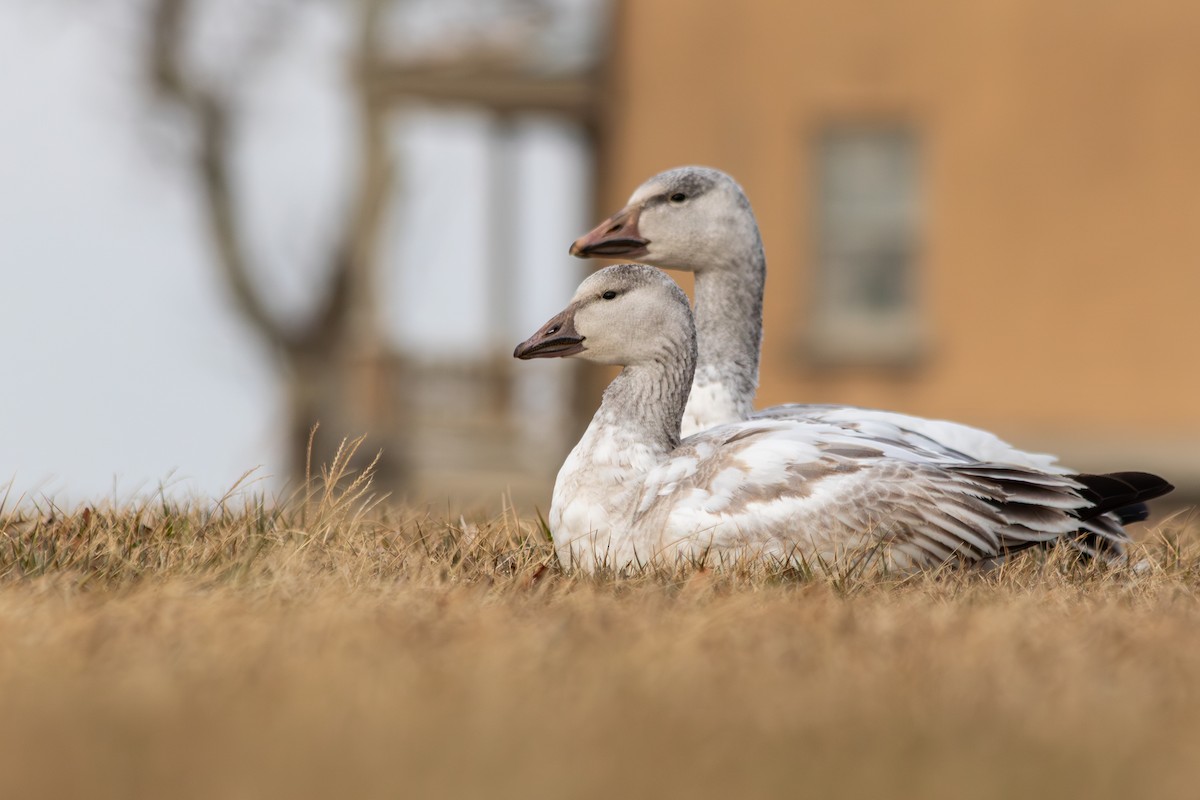 Snow Goose - ML646973756