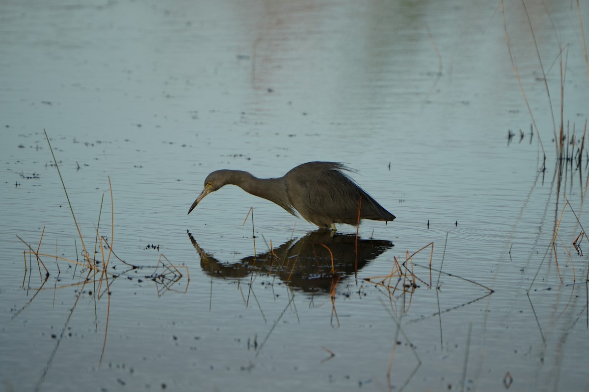 Little Blue Heron - ML646973757