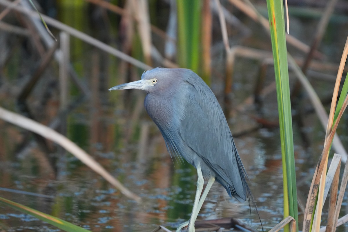 Little Blue Heron - ML646973758