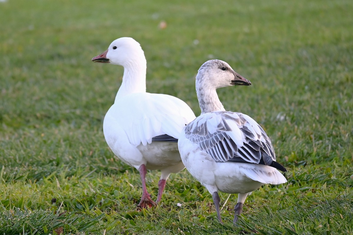 Snow Goose - ML646973759