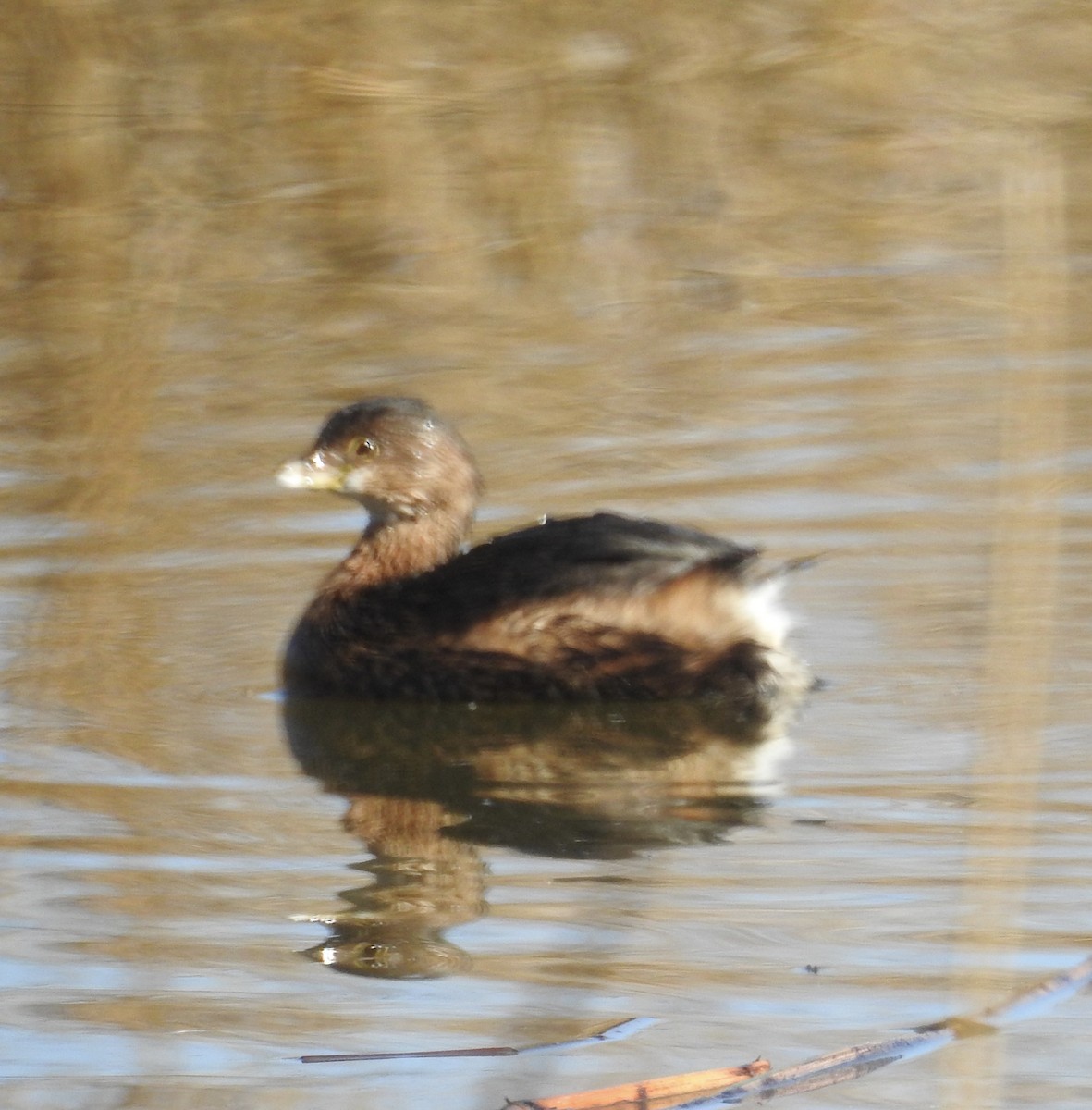 Pied-billed Grebe - ML646973760