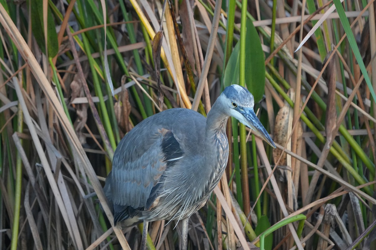 herodiashegre - ML646973763