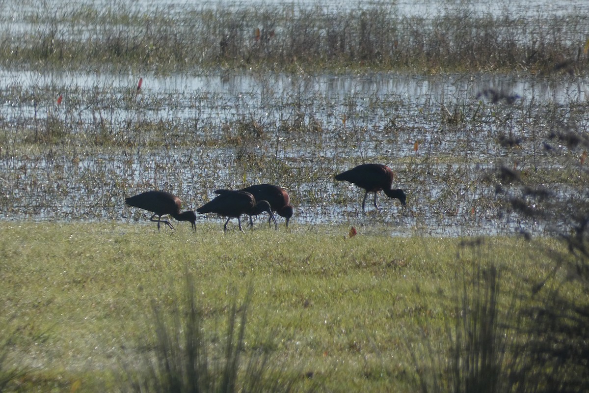 Glossy Ibis - ML646973764