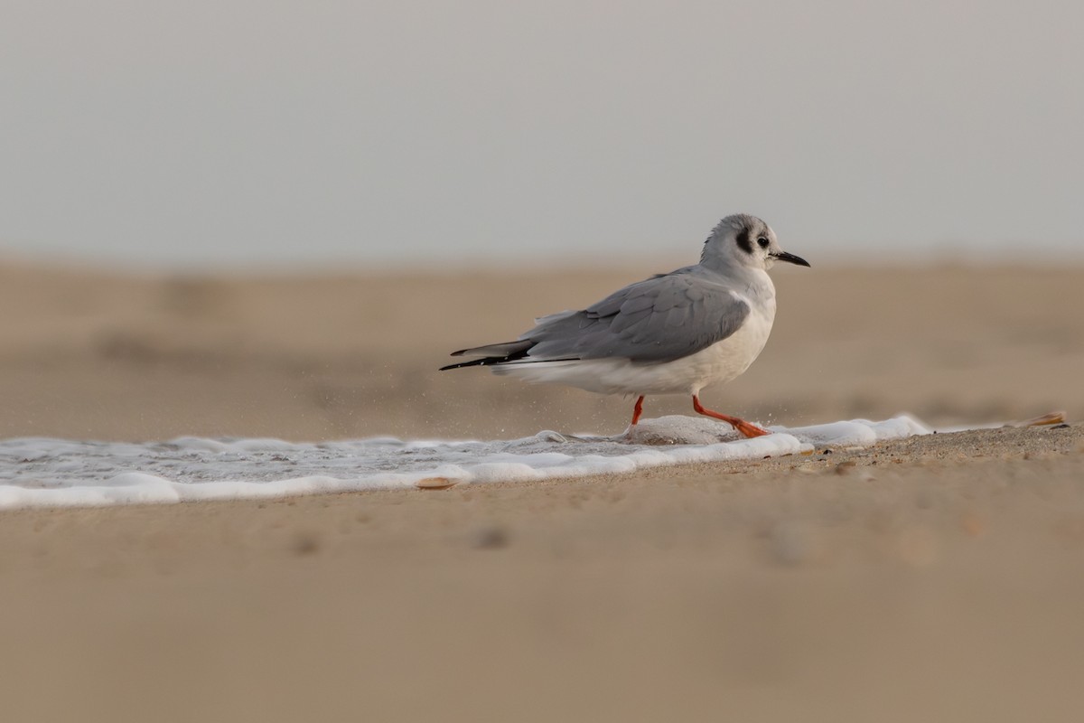 Bonaparte's Gull - ML646973765