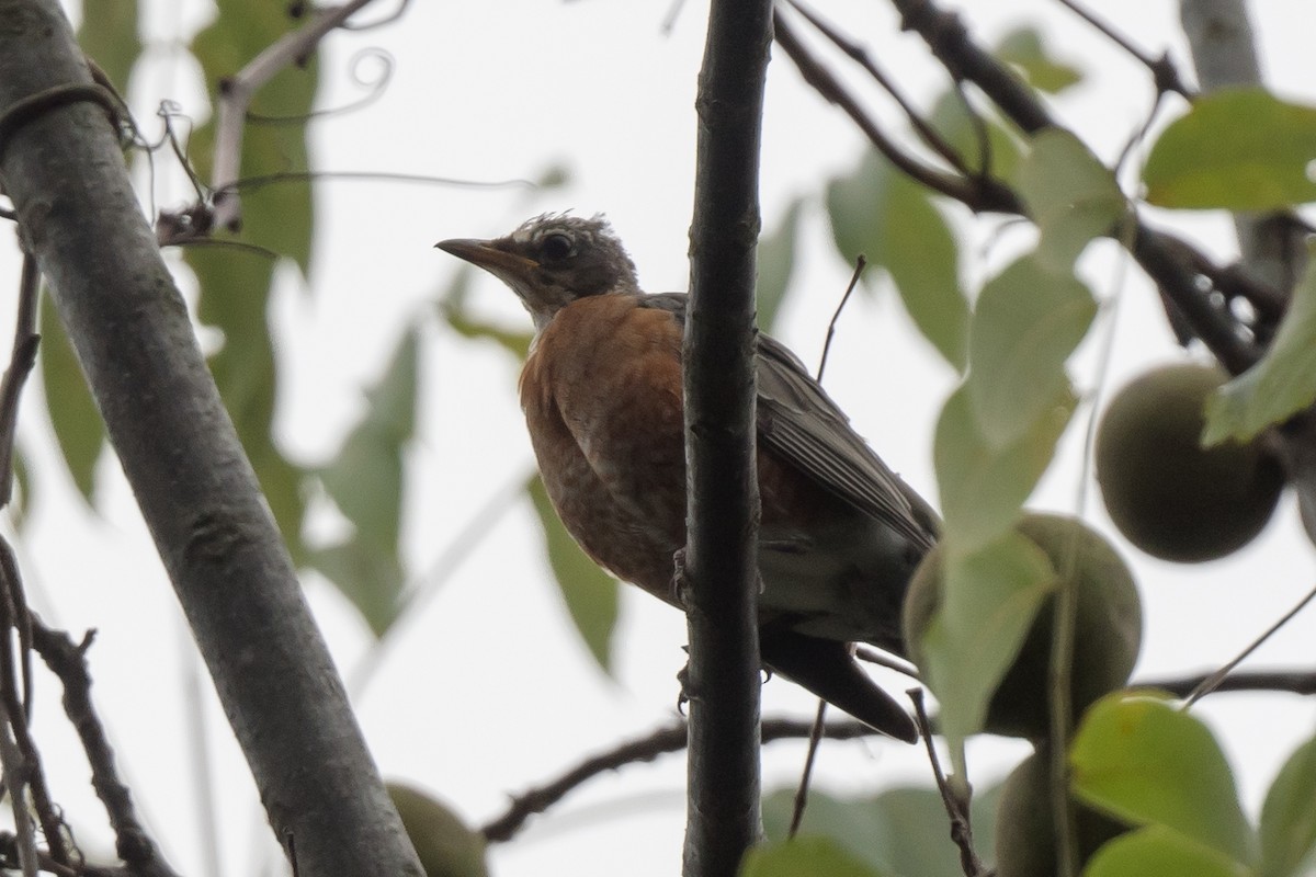 קיכלי נודד - ML646973766