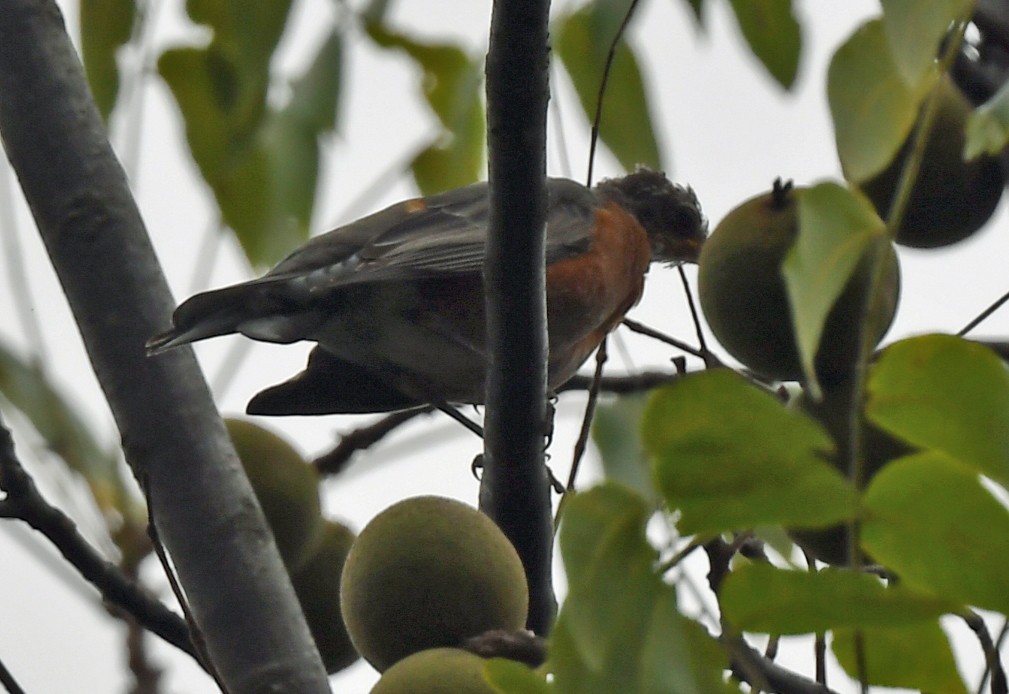 קיכלי נודד - ML646973767