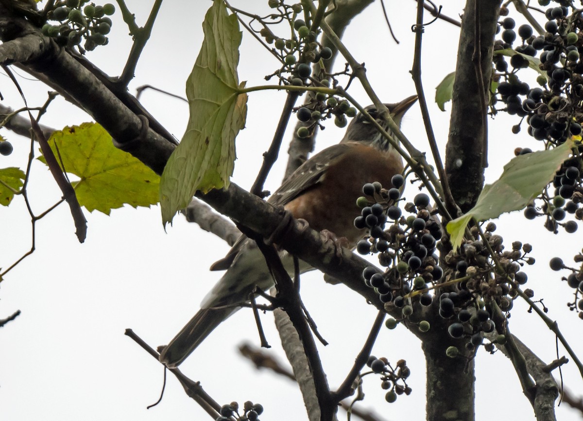 קיכלי נודד - ML646973768
