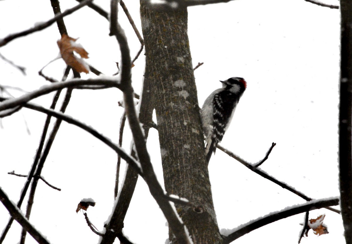 Downy Woodpecker - ML646973771