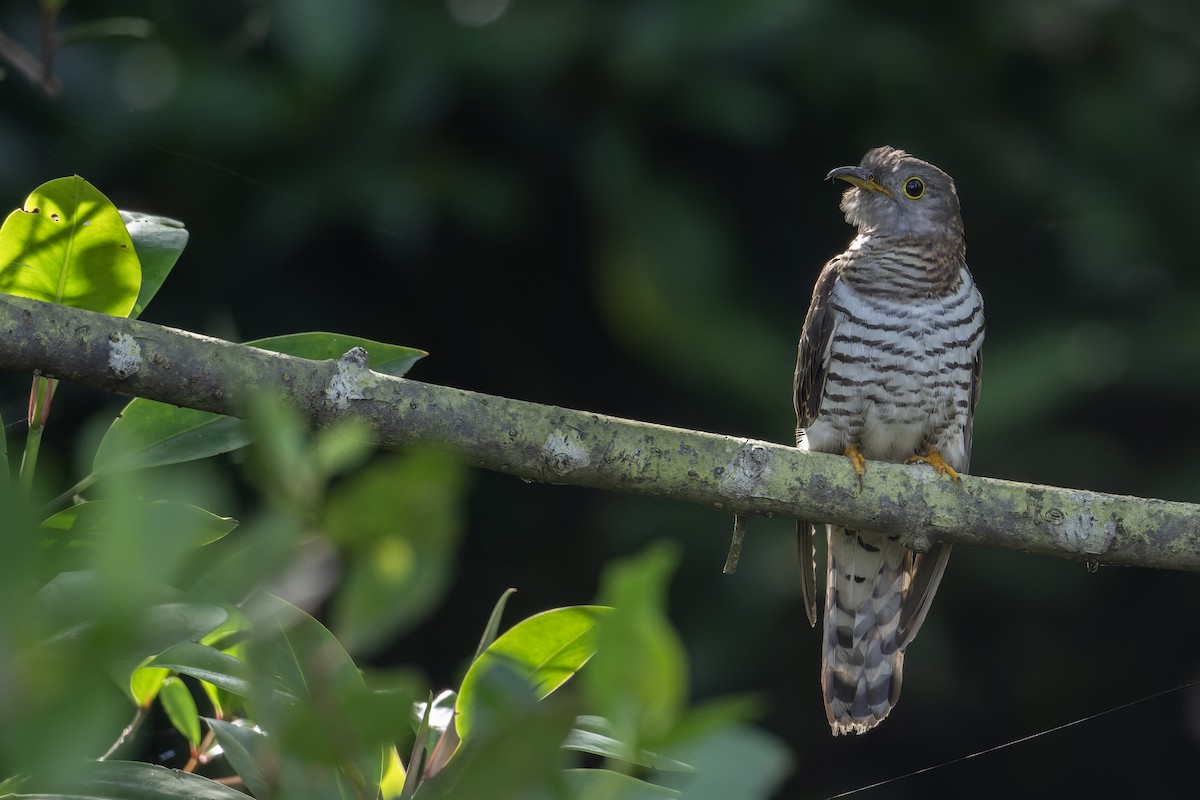 Hint Guguğu - ML646973773