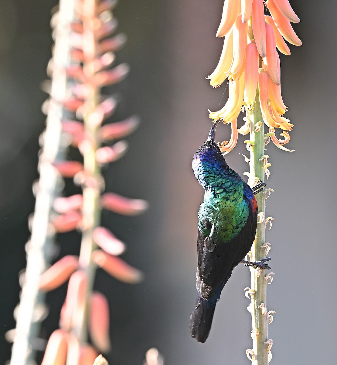 Arabian Sunbird - ML646973774