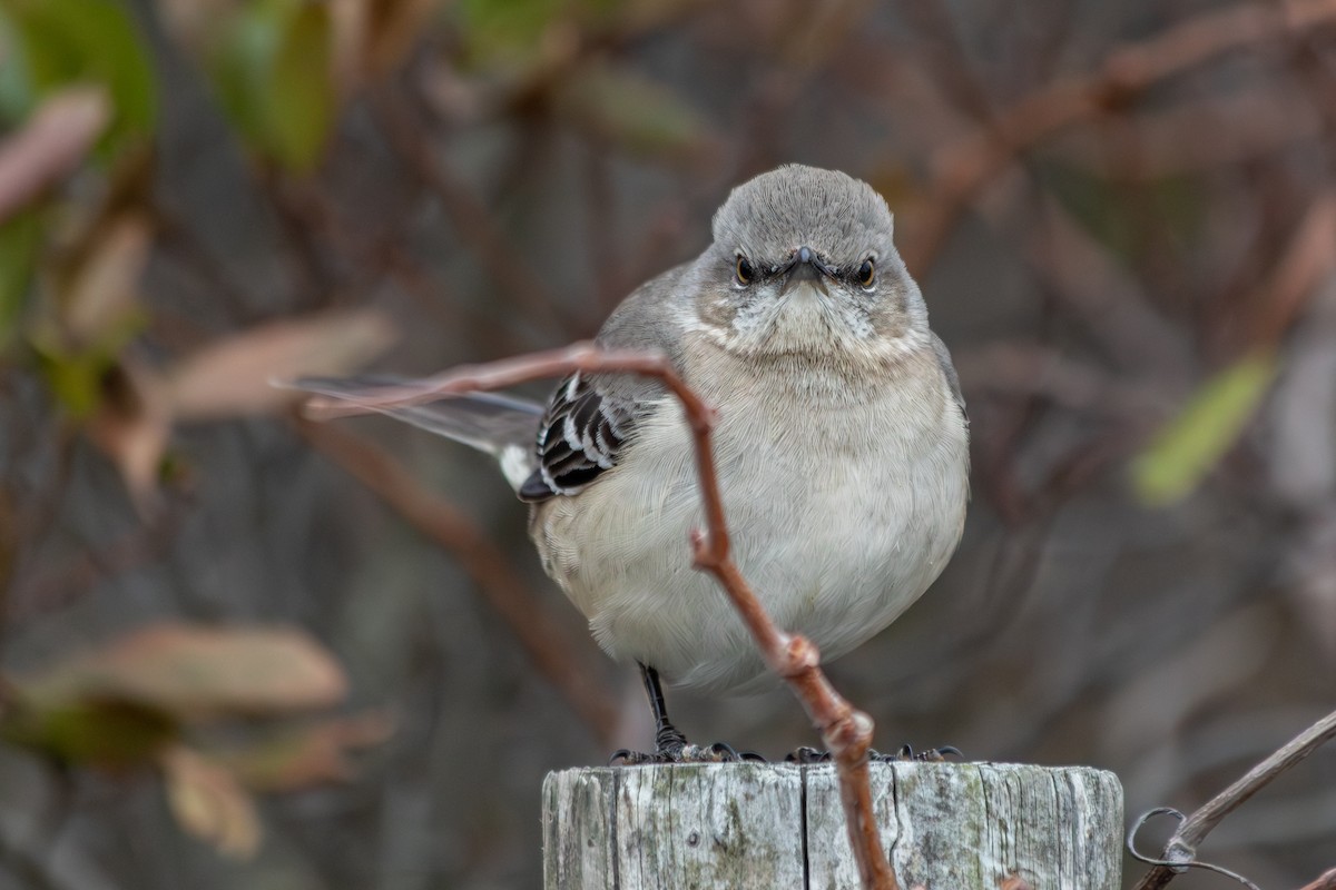 Northern Mockingbird - ML646973777