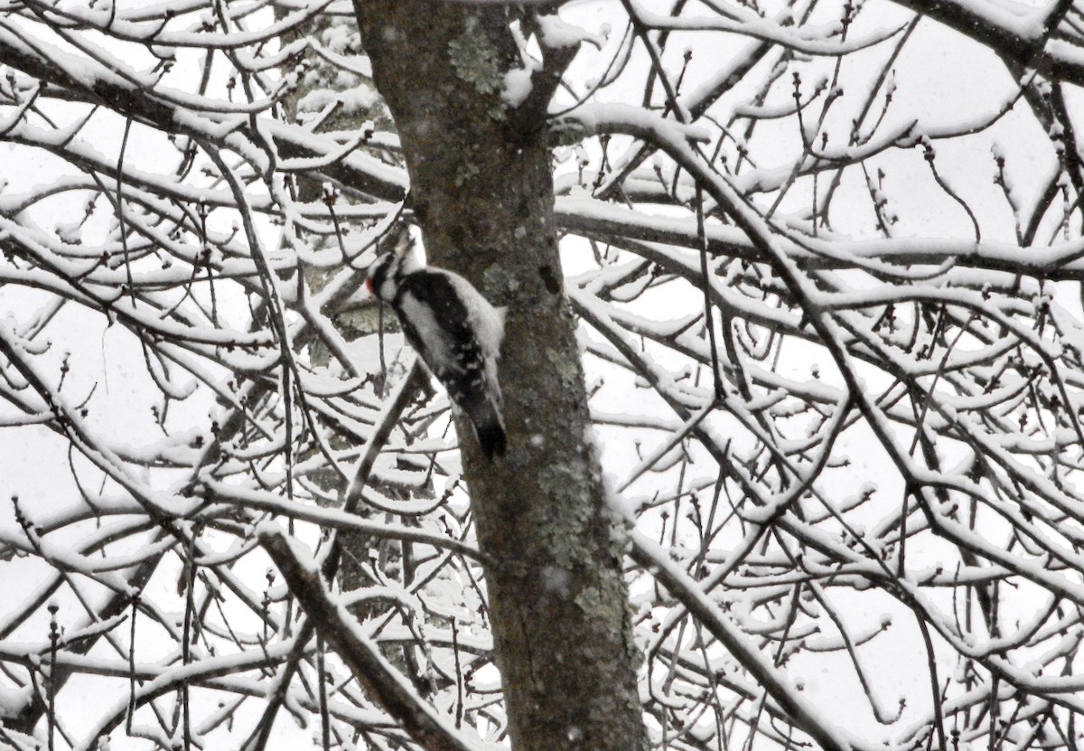 Hairy Woodpecker - ML646973779