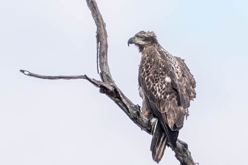 Weißkopf-Seeadler - ML646973795