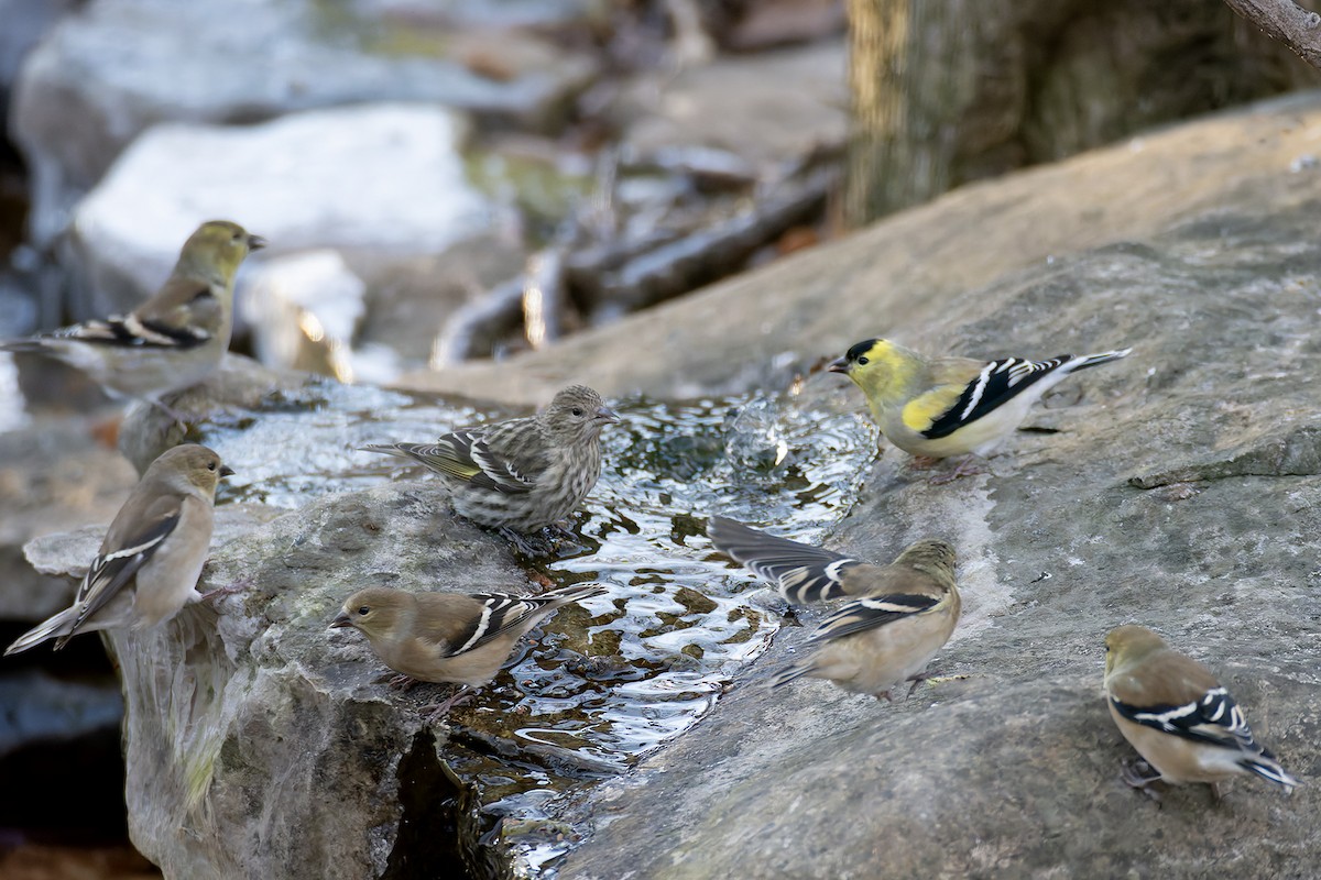 Pine Siskin - ML646973796