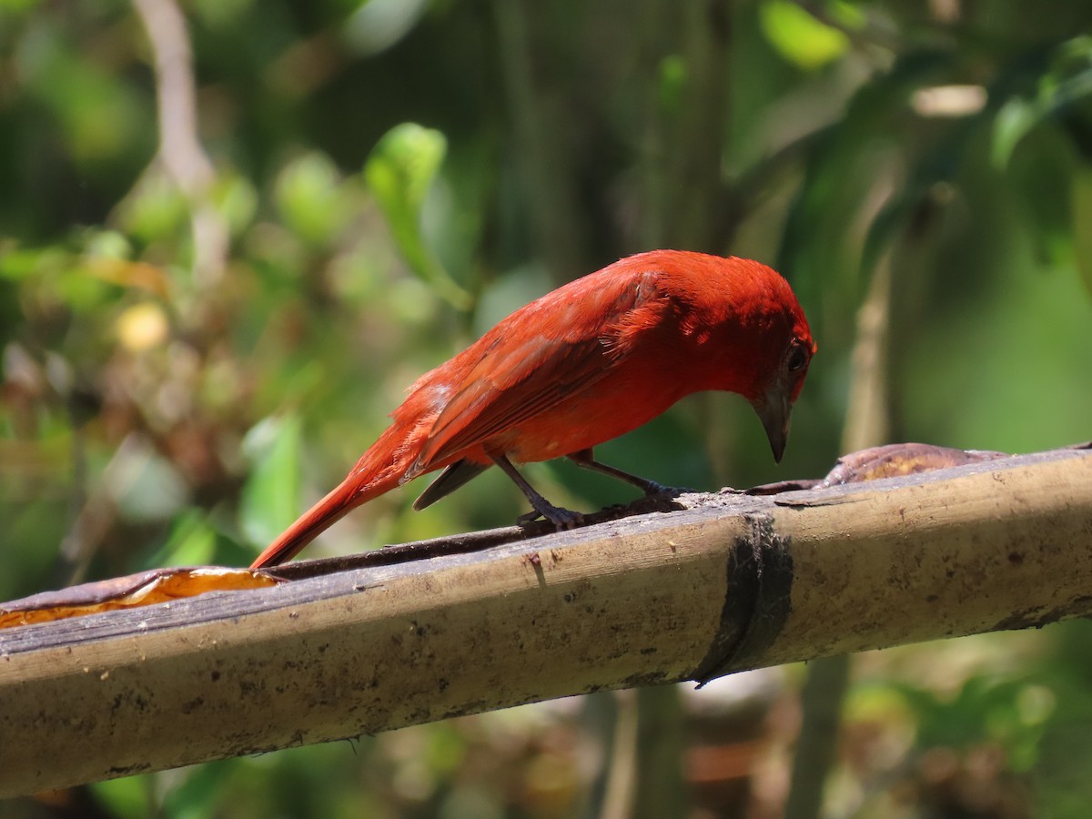 Hepatic Tanager - ML646973803