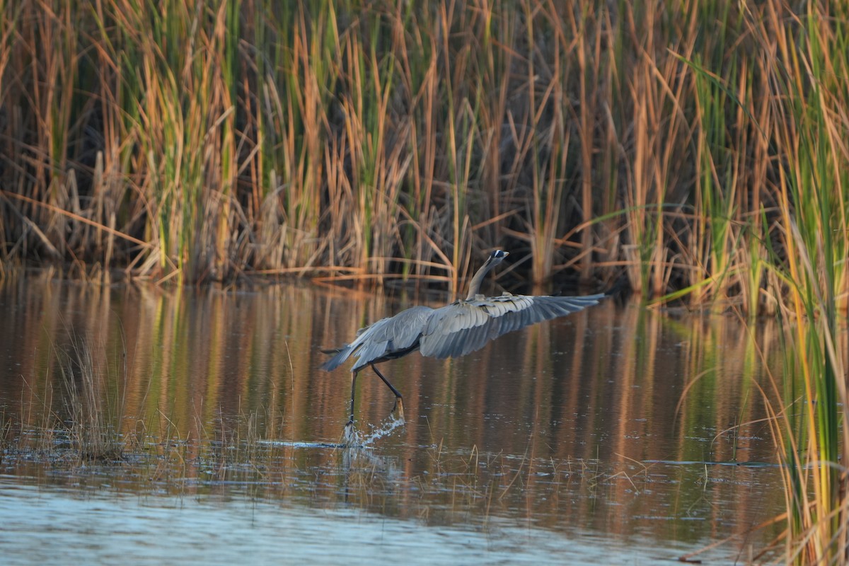 herodiashegre - ML646973804