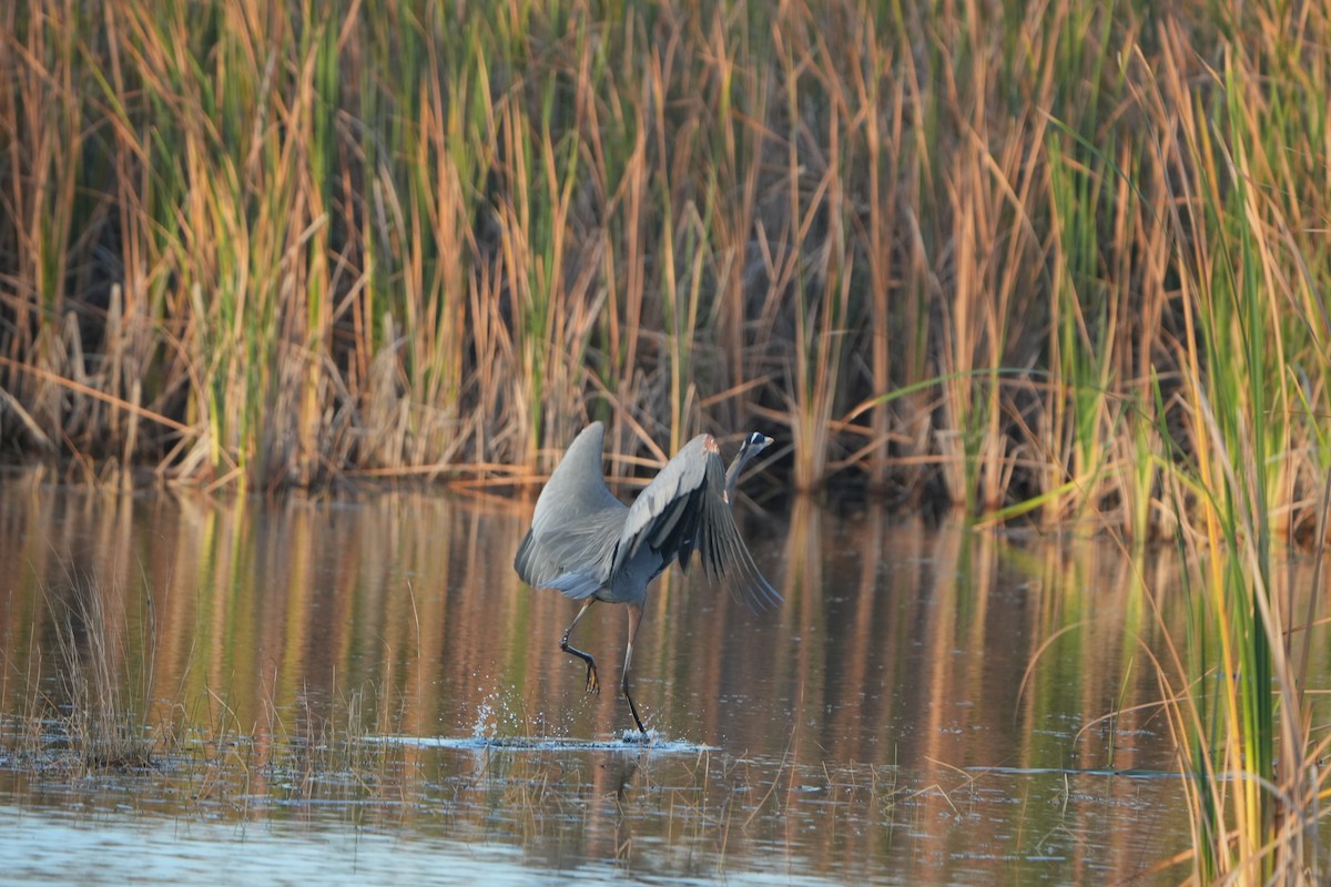 herodiashegre - ML646973805